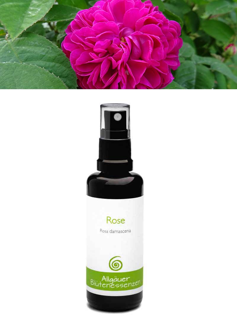 Blütenessenz - Rose